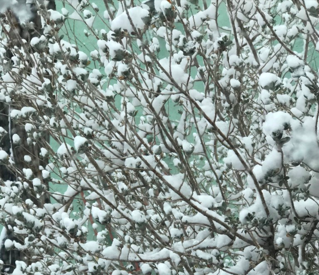 Snow in a dry bush.